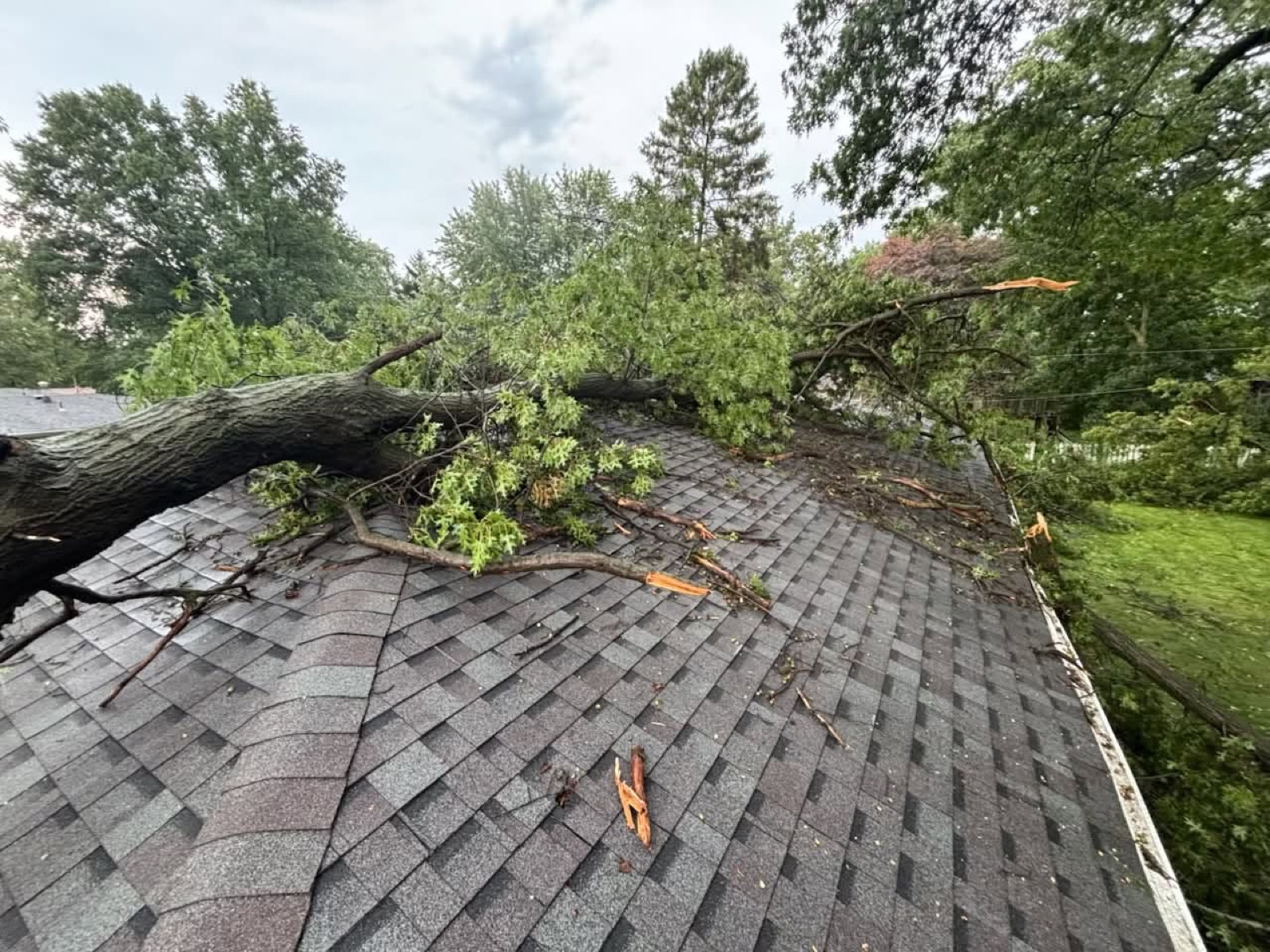 Fallen tree limb on a storm-damaged roof